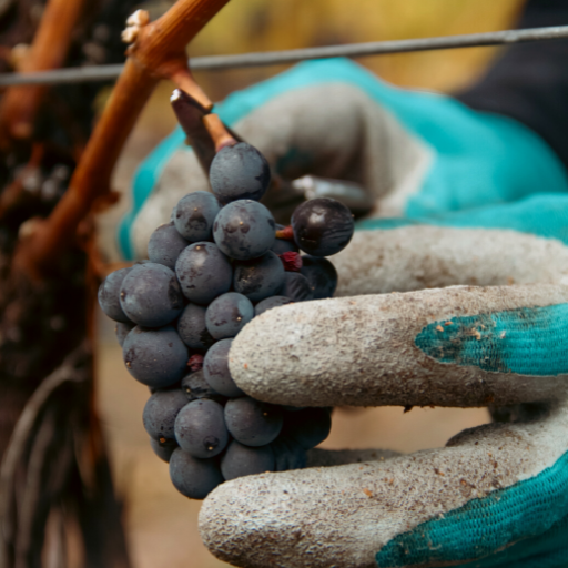The art of winemaking in the Okanagan